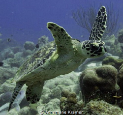 Hawksbill Turtle (Eretmochelys imbricata) by Annemarie Kramer 